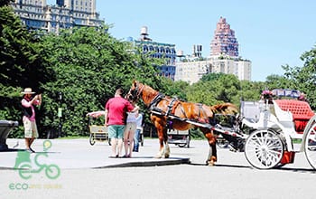 horse and buggy ride central park